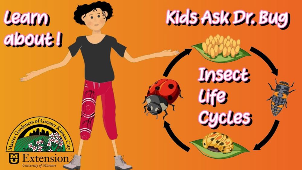 Kids Ask Dr. Bug about Insect Life Cycles!   3 or 4 life stages!  Learn all about it!