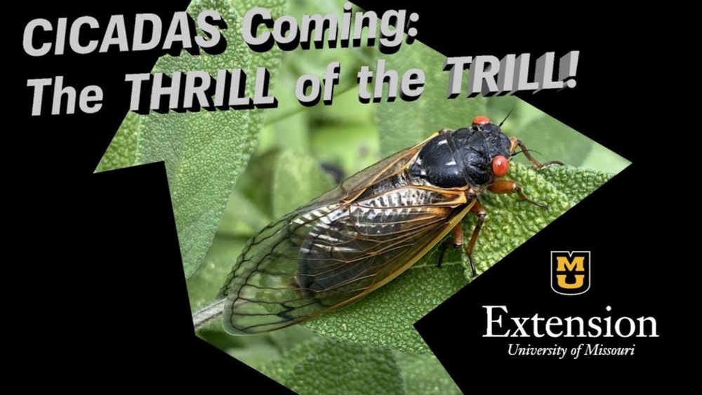 The Thrill of the Trill: CICADAS are Coming!