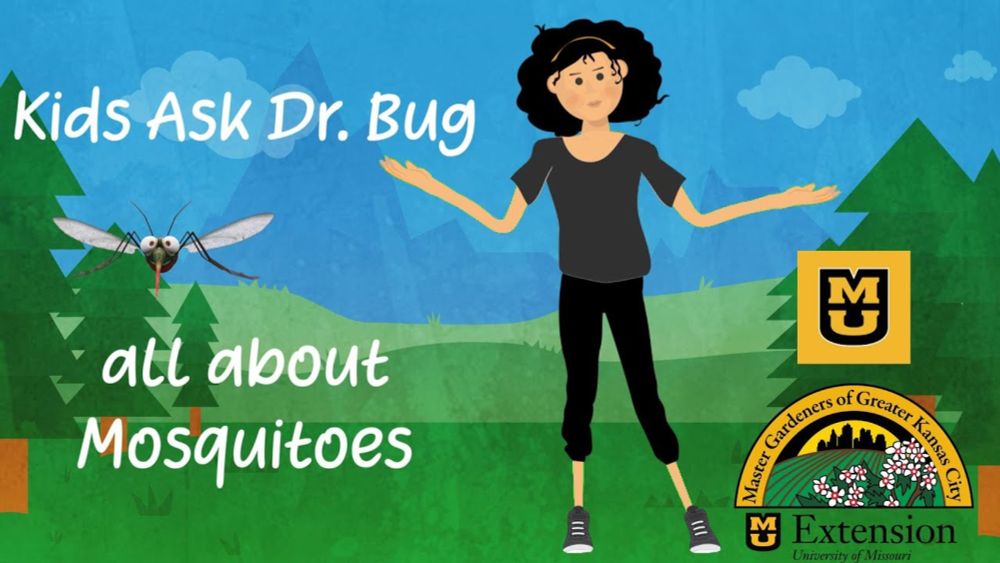 Kids Ask Dr. Bug - All about Mosquitoes!