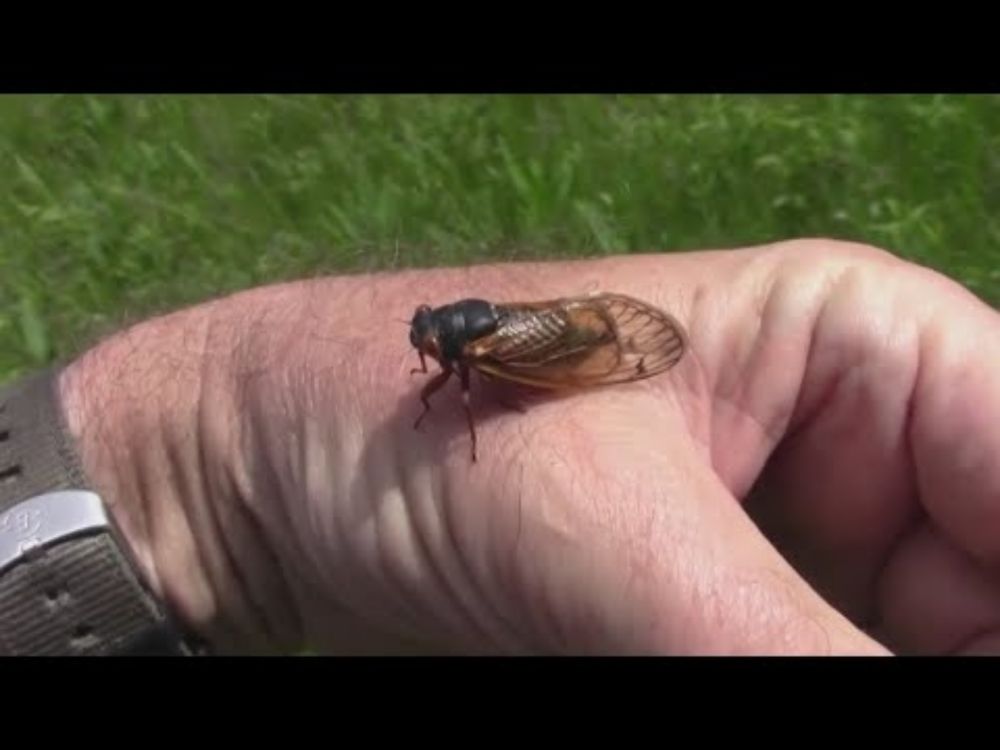 Cicadas incoming: What to expect from "cicada-geddon" | Morning in America