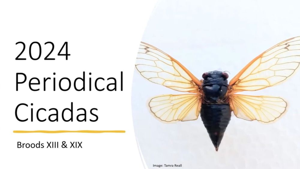 2024 Periodical Cicadas