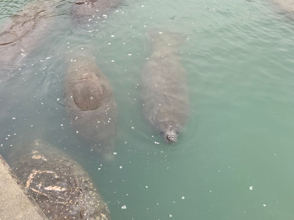 Foto von mehreren Seekühen, eine streckt die schnauze aus dem Wasser