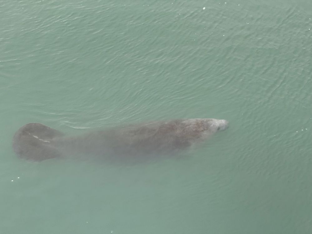 Seitliches Foto von einer schwimmenden Seekuh 