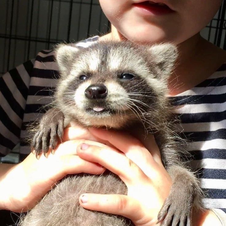 Raccoon held by a person. The raccoon is sticking its tongue out slightly looking very cute.
