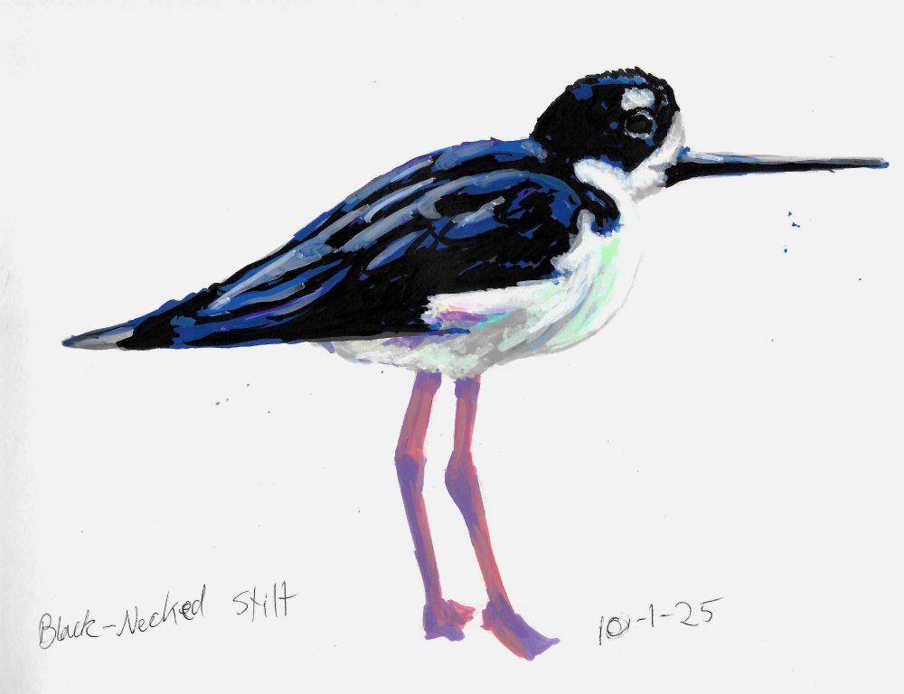 a marker drawing of a black-necked stilt, a bird with a long beak and black and white plumage.