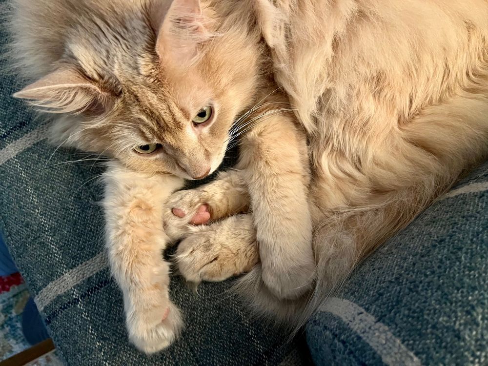 A cream-colored long hair adult cat lying on a couch with his back legs tucked perpendicularly under one of his front legs, so together all four legs kind of form the letter H. 