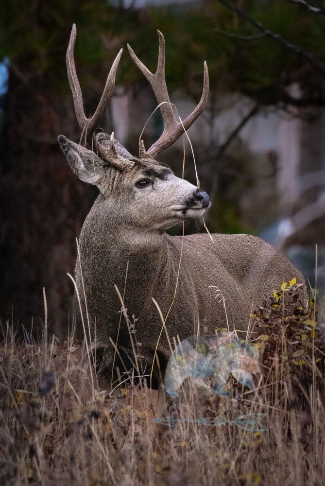 Fall mule deer buck cruising for ladies

#wildlife #wildlifephotography #muledeer