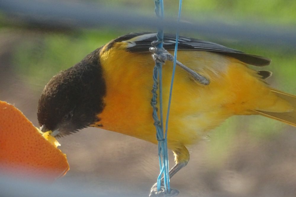 Baltimore Oriole (bird) eating an orange