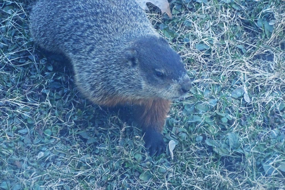 Groundhog
