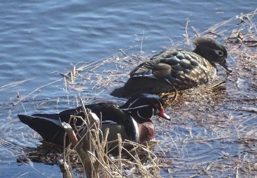 Canards branchus