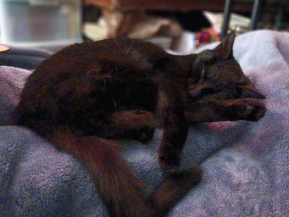 Black cat sleeping eyes closed