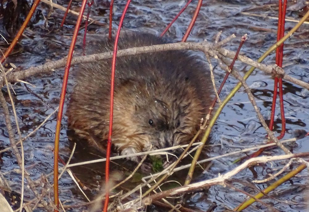 musk rat feeding in the water