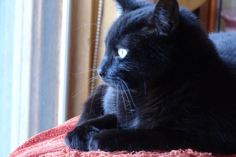 picture of a black cat staring out of a window