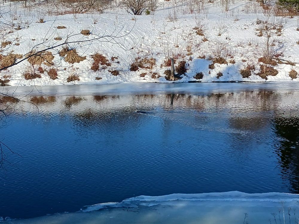 river in spring with beaver swimming across