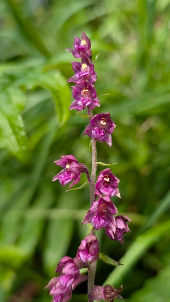 Epipactis atrorubens