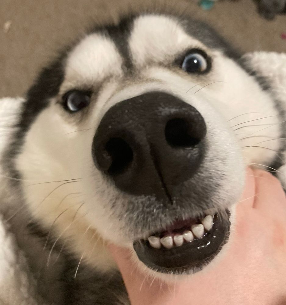 Current day son. Fat boy, very basic husky colored now.