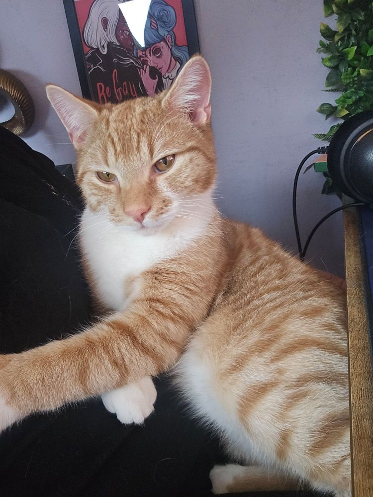 Jef the ginger kitten cuddling kirsti