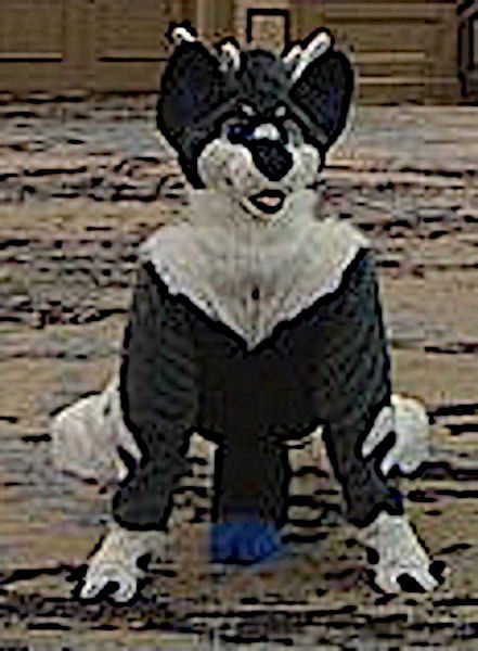 A fursuit with the body and head facing opposite directions on all fours. Not normal.