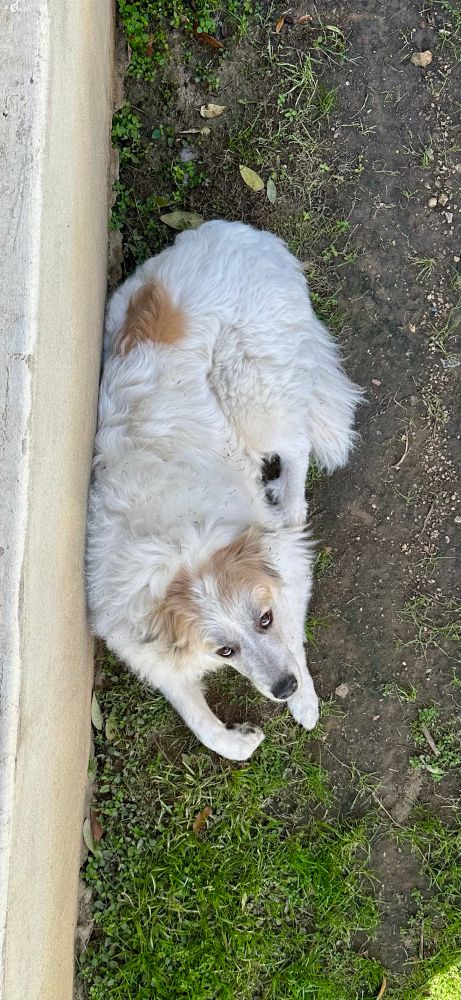 Great Pyrenees as viewed from above