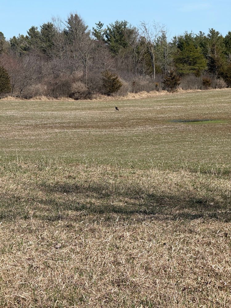 A zoom of said turkey