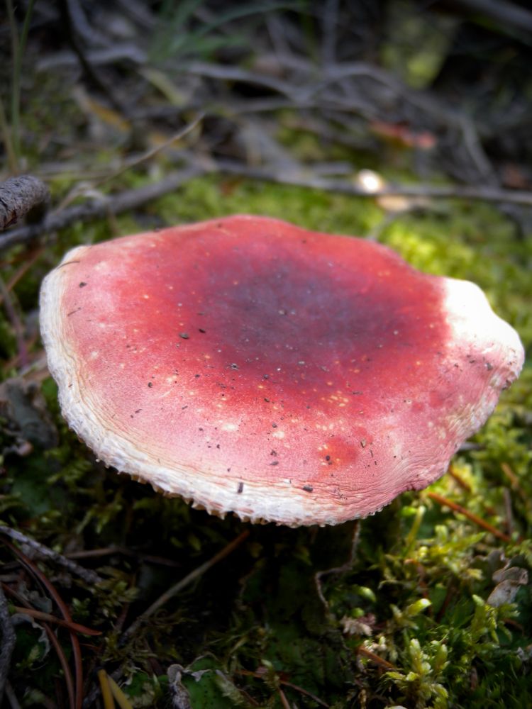 My photo of a mushroom with a red cap on a mossy, green soil
