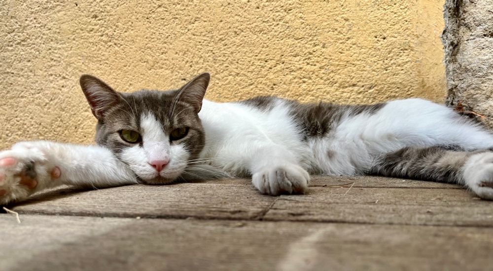 My photo of a grey and white cat laying flat out on a wooden deck. 