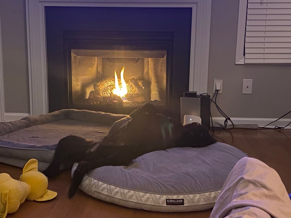 My dog Gabby doodle laying on her back by a fire.