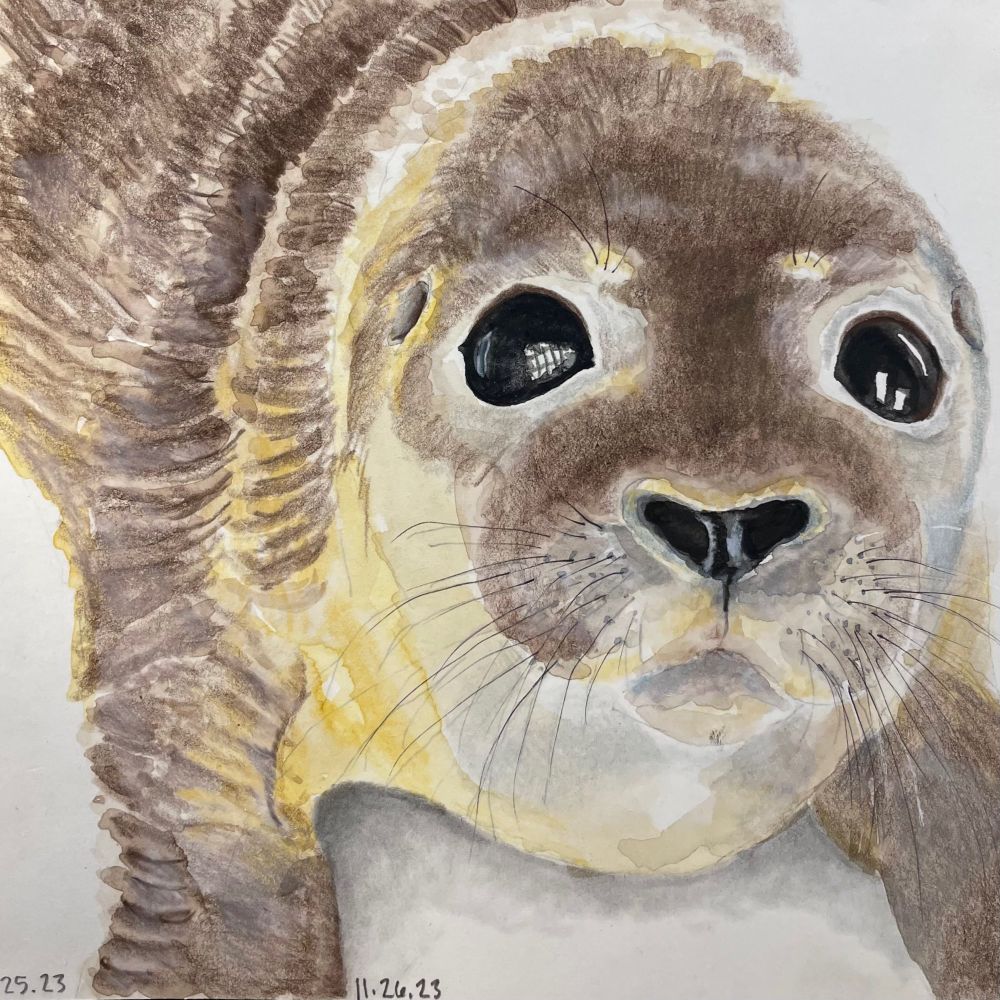 A small watercolor and colored pencil sketch of a harbor seal pup with big soulful eyes.