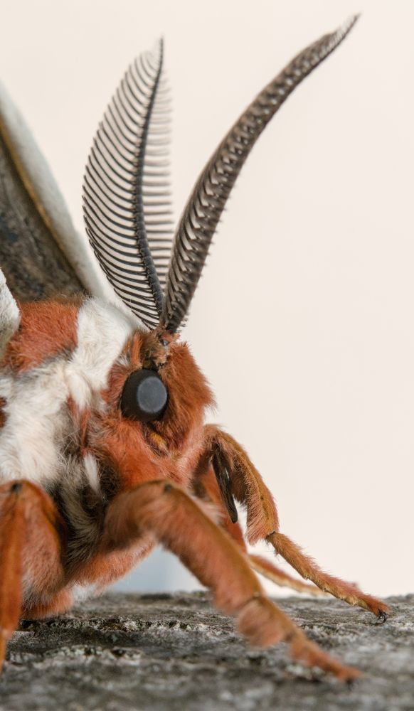 Cecropia Moth