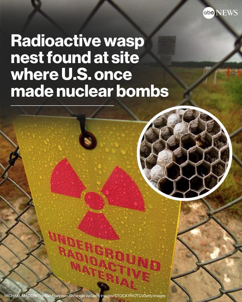abc news post with headline radioactive wasp nest found at site where u.s. once made nuclear bombs
