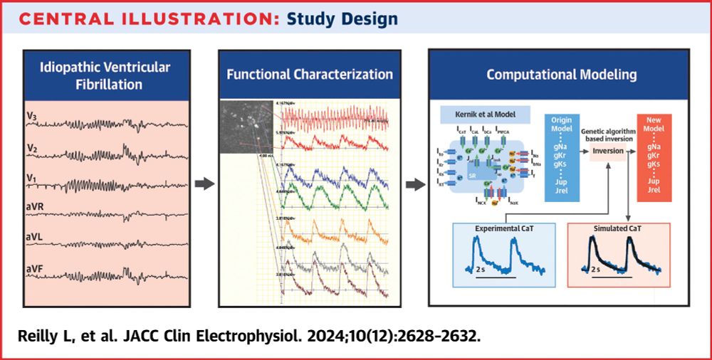 Image showing 3 panels. The first panel shows a ECG tracing from a patient during an episode of ventricular fibrillation. The second panel shows a grayscale image of cells with individual cells highlighted and corresponding activity traces from calcium imaging. The third panel details the model used for computational modeling to identify molecular targets for IVF.