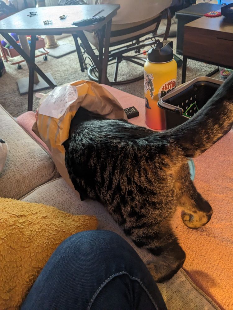 a generic tabby cat halfway inside a paper McDonald's bag. her tail is sticking up curiously. 