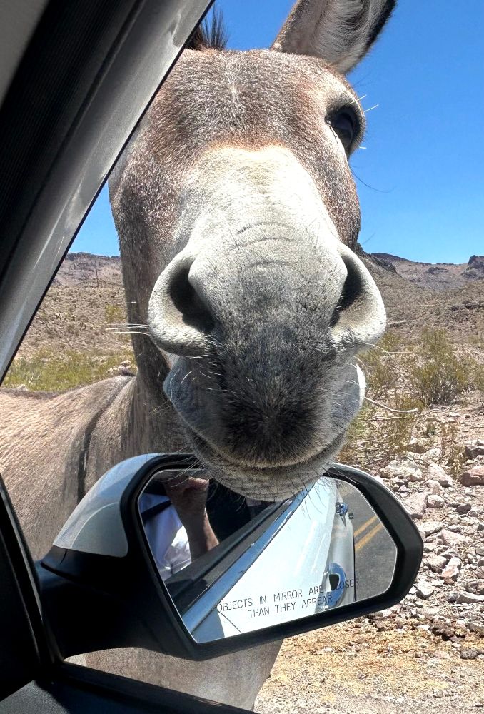 Burro saying "hi" on the way into Oatman, AZ.