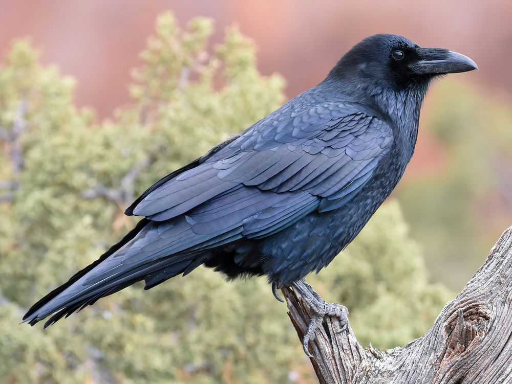 A Raven. A flock of them is called an "unkindness".