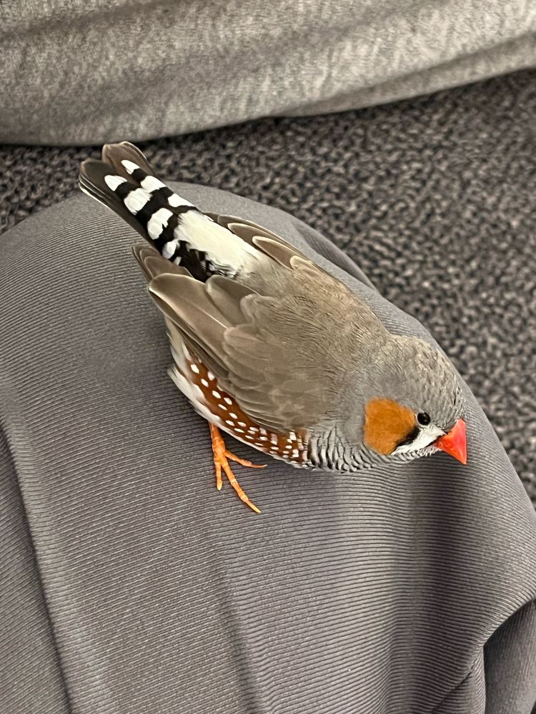 キンカチョウ、模様もしましま、ドット、ほっぺと忙しい