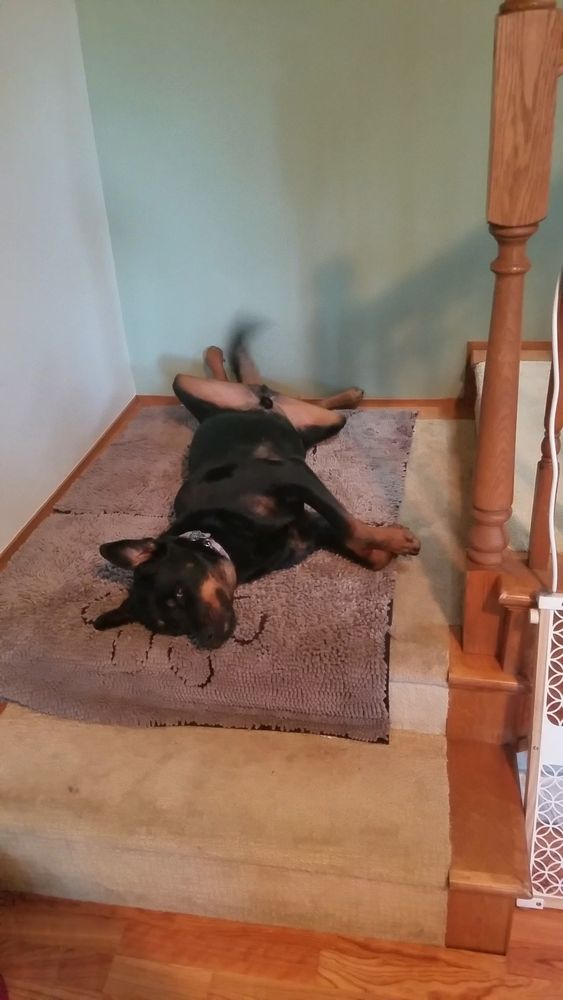 Rottweiler lying with his back legs splayed out and his tail a blur from wagging