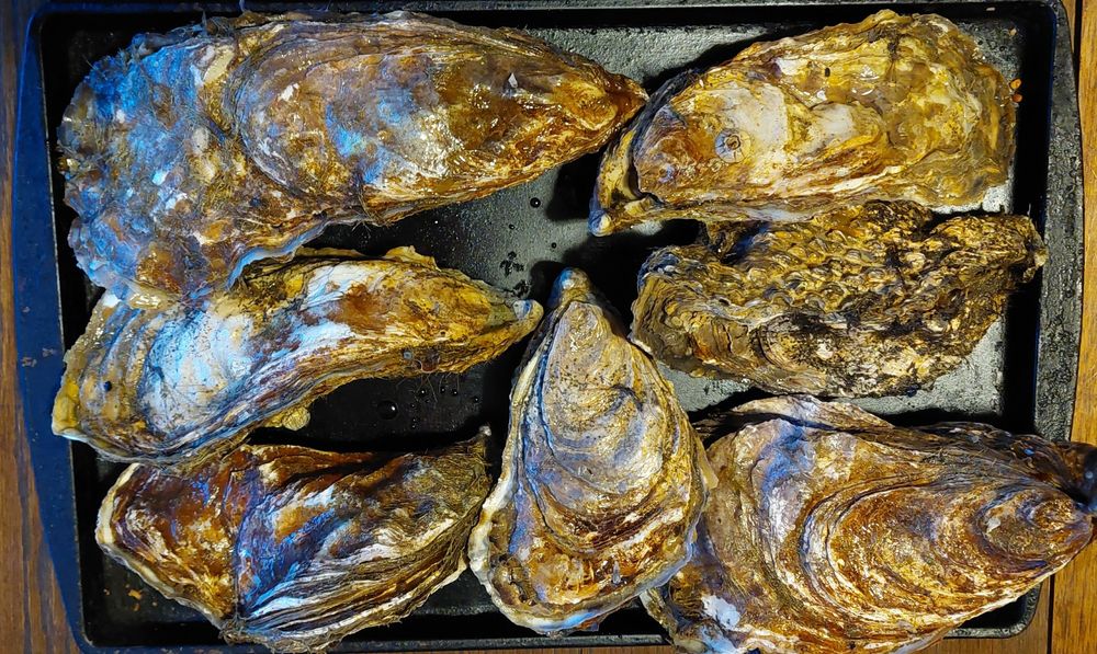 7 oysters in shell completely filling a full-sized cookie sheet. The biggest is the size of my foot.