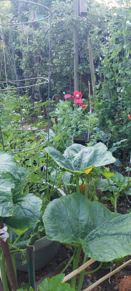 Tangle of vegetables, flowers and an apple tree featuring poppies, cilantro, a huge volunteer squash plant, tomatoes, peas tomatillos and buckwheat in early morning haze.