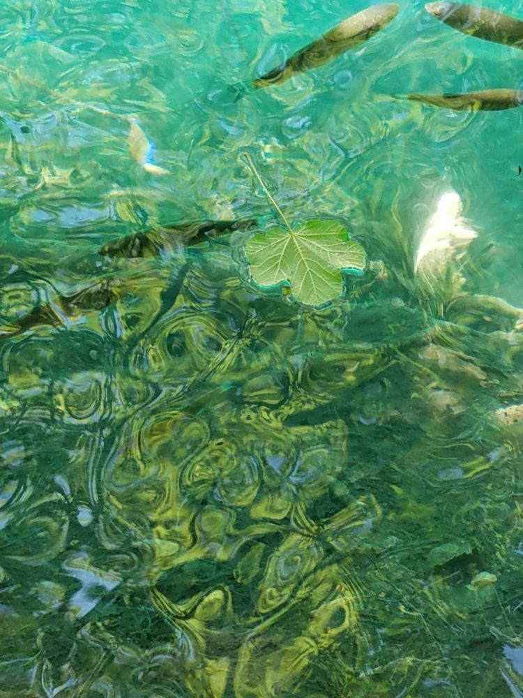 Small brownish fish -- maybe lake perch? -- in a swirl of geen and turquoise water with one big lobed leaf oating serenely on top.