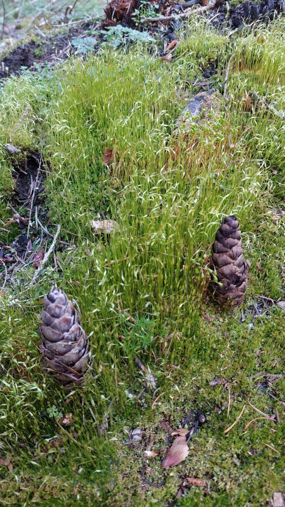 Thick carpet of moss with fruiting bodies like a tiny forest, about 2 inches tall.