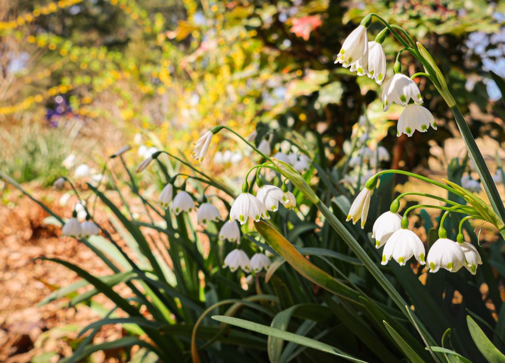 Lily of the valley 