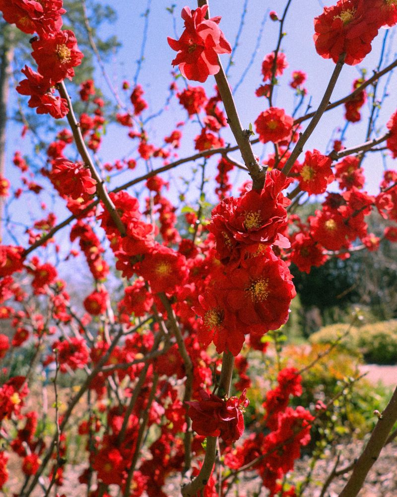 Flowering Quince