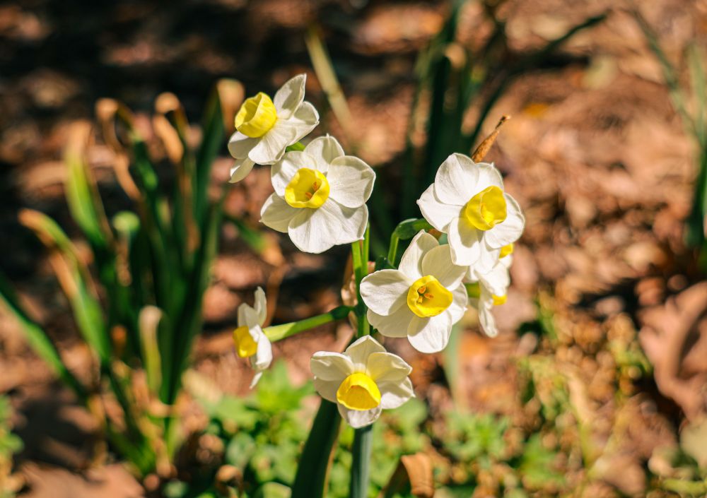 Bunch Daffodils 