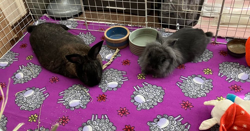 Bramble and Benny are lounging near each other in their pen.  It is covered with a bright purple fleece littered with woolly sheep images. 
