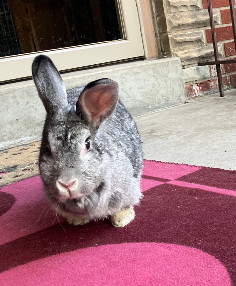 Gray and white medium rabbit, partly a harlequin breed.  The photo is a little fuzzy because she’s running all around the porch.  She’s looking into the camera and showing off her ears.