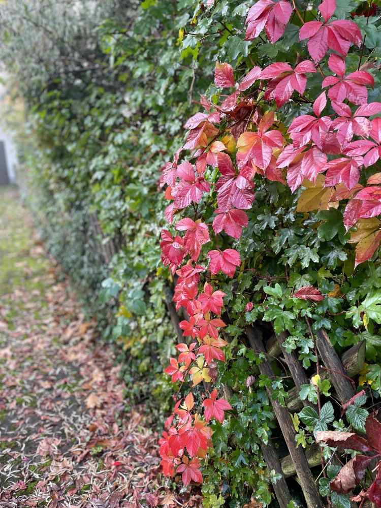Eine Ranke vom rot gefärbten wilden Wein an einer Hecke aus Gebüsch