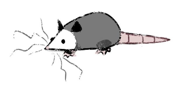 Drawing of an opossum 