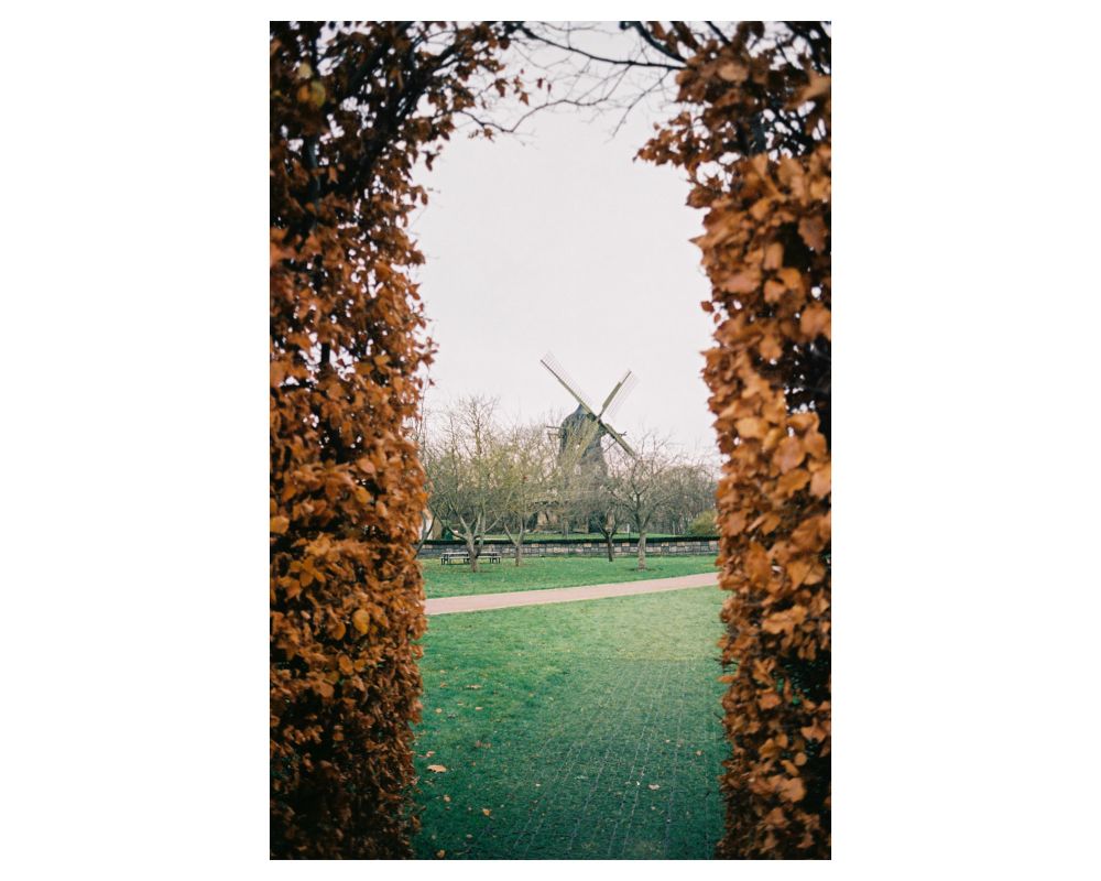 Color film photo, dried yellowing hedge on the sides, framing an old windmill further back and away in the centre. A green carpet of grass leads to it. 