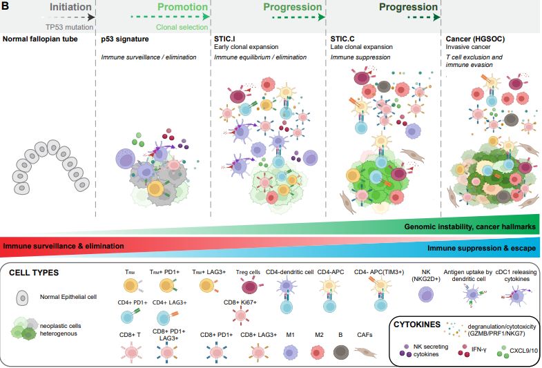 Schematic representation of HGSCO progression, emphasizing the temporal development of hallmark cancer features and the dynamic interplay and interactions between immune cells and precancer/cancer
cells. Cancer often starts with oncogenic changes (mutations, aneuploidy, and other cancer hallmarks), under selective pressure. These cells may remain latent for decades. Only a subset of these
“phenotypically normal” but mutated clones undergo clonal expansion and acquire additional mutations, ultimately developing into cancer. Early on, despite limited genomic instability, innate immune responses, including the NK-cDC1-CTL axis and tissue-resident memory T cells (TRM), help contain p53 signature cells. Increasing aneuploidy or extrinsic factors can enhance immune surveillance, potentially eliminating precancer clones before significant proliferation occurs. During early STIC expansion, there is pronounced IFN response activation, with activated cDC1 and APCs, and NK cell-secreted chemokines, further attracting cDC1. This environment suggests active immune surveillance and is accompanied by interactions among APCs, activated CD4+, and CD8+ T cells. However, immunosuppressive cells, such as M2-like macrophages and Tregs, also emerge, indicating a complex equilibrium where cytotoxic and suppressive forces coexist. As STIC lesions advance, there is a reduction in CD8+ T cells and the interactions between APCs and CD4 T cells, along with an increase in exhausted CD8+ CTL and CD4+ cells expressing LAG3, almost no NK and cDC1 cells, and more suppressive APCs. The transition from STIC to overt cancer involves hallmark mechanisms such as TGF-β signaling, which excludes CTLs, changes in cytokine and fibroblast profiles, and induction of EMT and migratory programs. Dotted arrows indicate the hypothetical timing of these events, suggesting a prolonged interval from p53 signature to early STIC, followed by a more rapid progression from early to late STIC. 