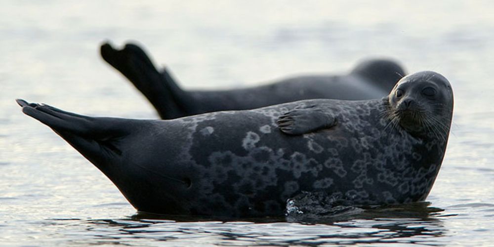 ringed seal photo 1